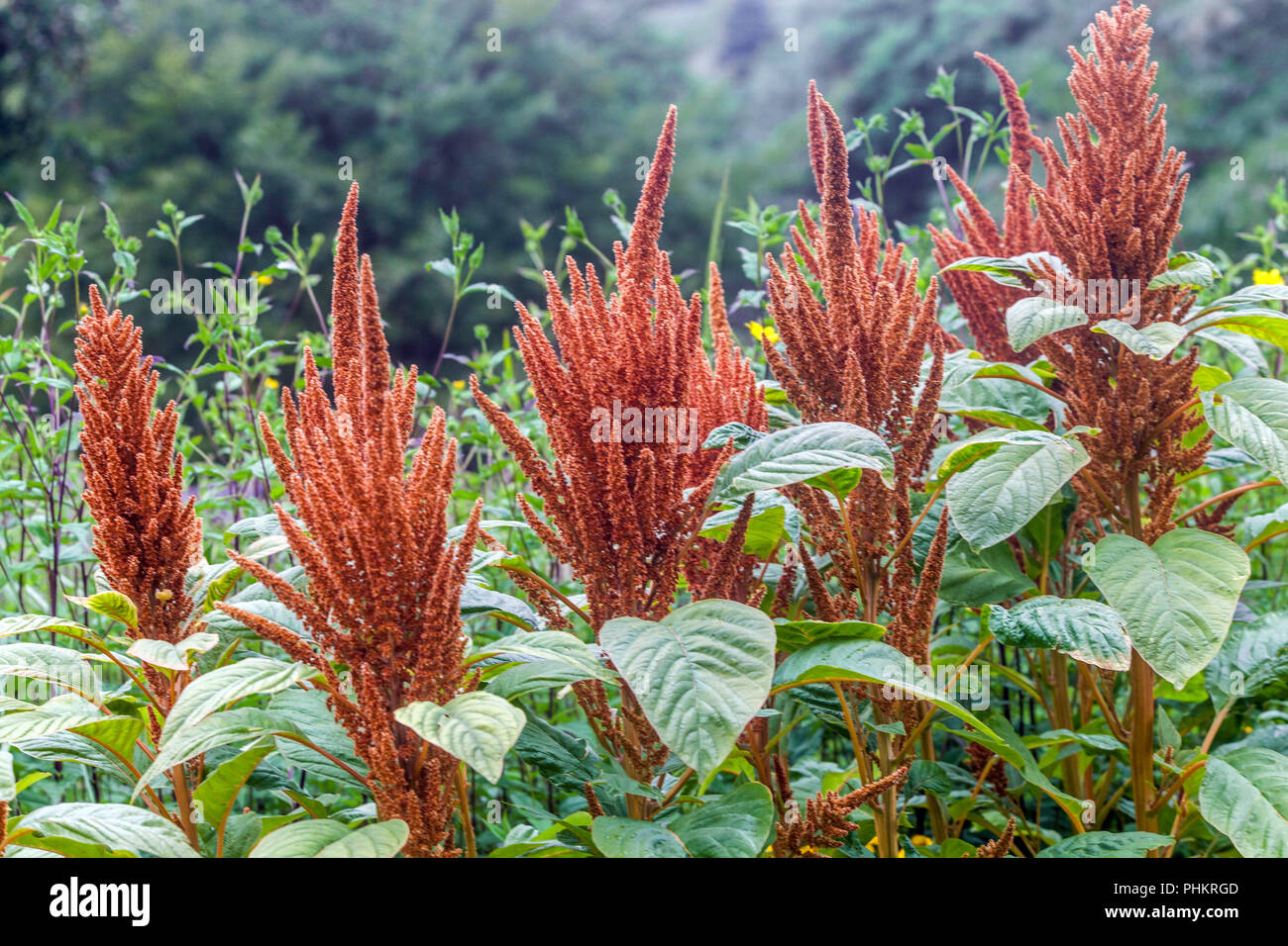 Fleur d'Amaranth, Biscuits chauds d'Amaranthus cruentus, amarante de plantes de jardin, amarante de grain mexicain Banque D'Images