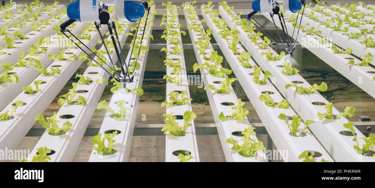 Robotique intelligente dans l'agriculture, concept futuriste robot-agriculteurs (automatisation) doit être programmée pour travailler pour la pulvérisation d'engrais chimiques,ou augmenter effici Banque D'Images