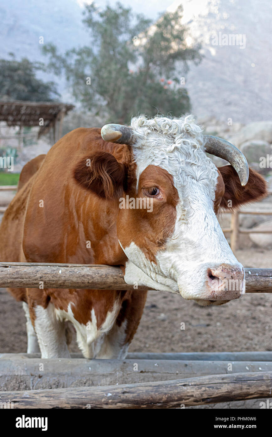 Vache Hereford mignon à la ferme (Bos taurus) Banque D'Images