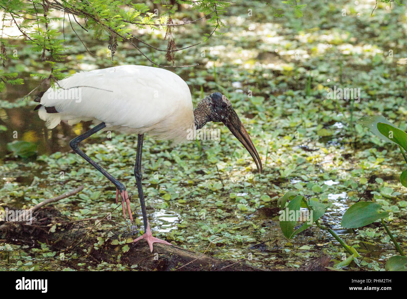 Wood stork Mycteria americana chasse les proies et mange Banque D'Images