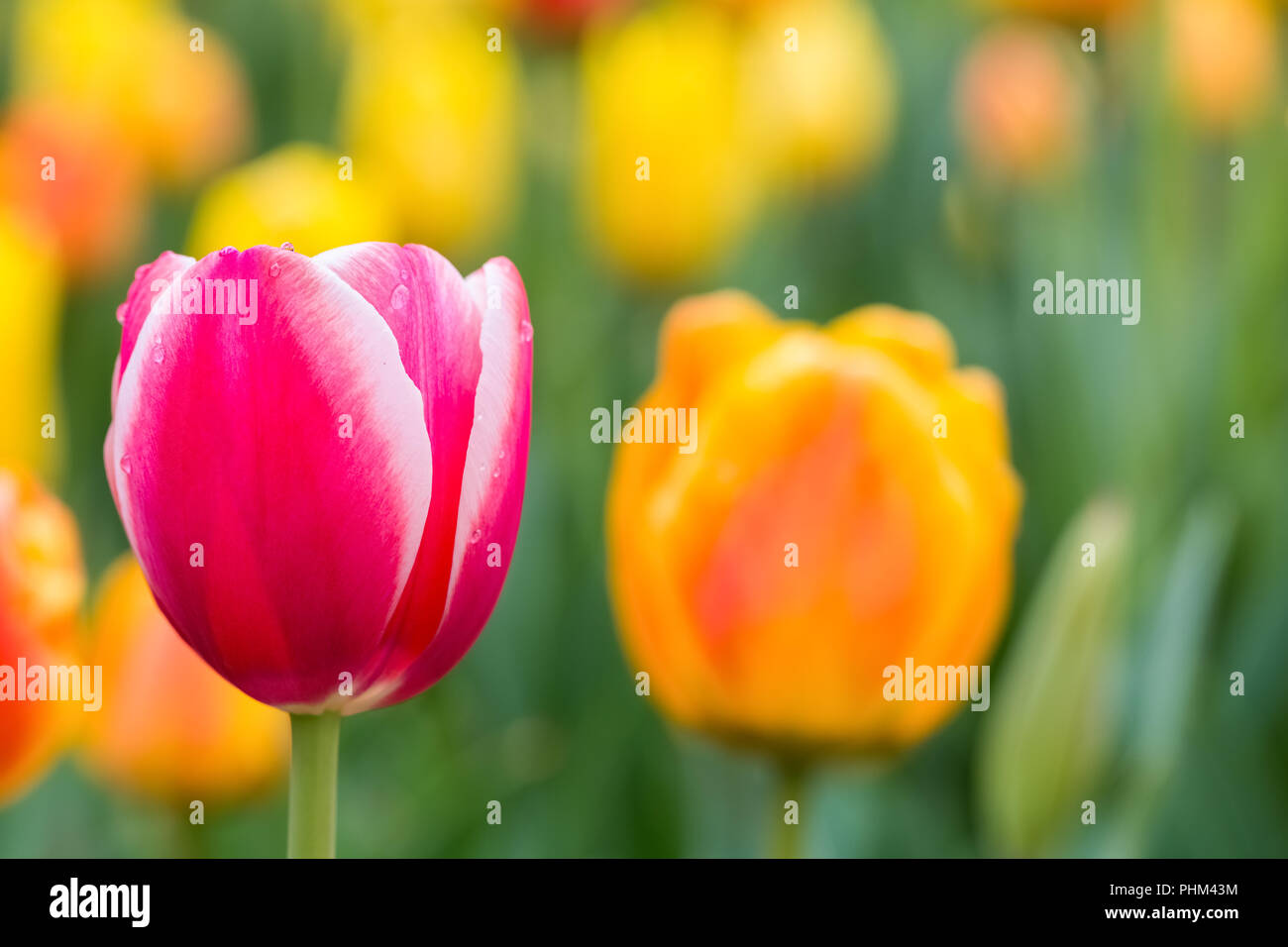 Gros plan en fleurs tulipes au printemps Banque D'Images