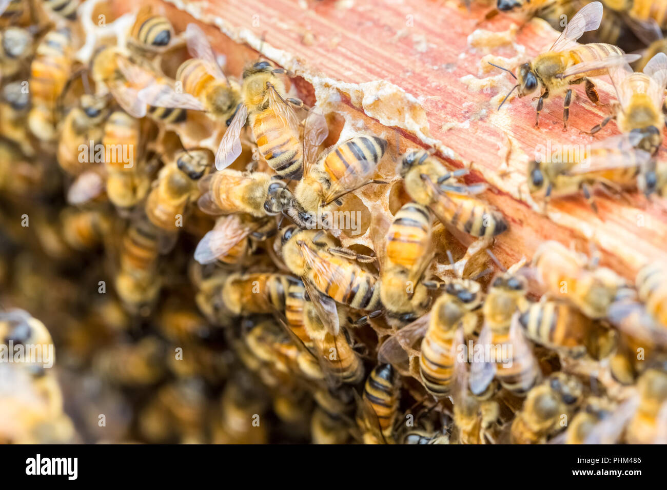 Les abeilles travailleuses sur beehive Banque D'Images