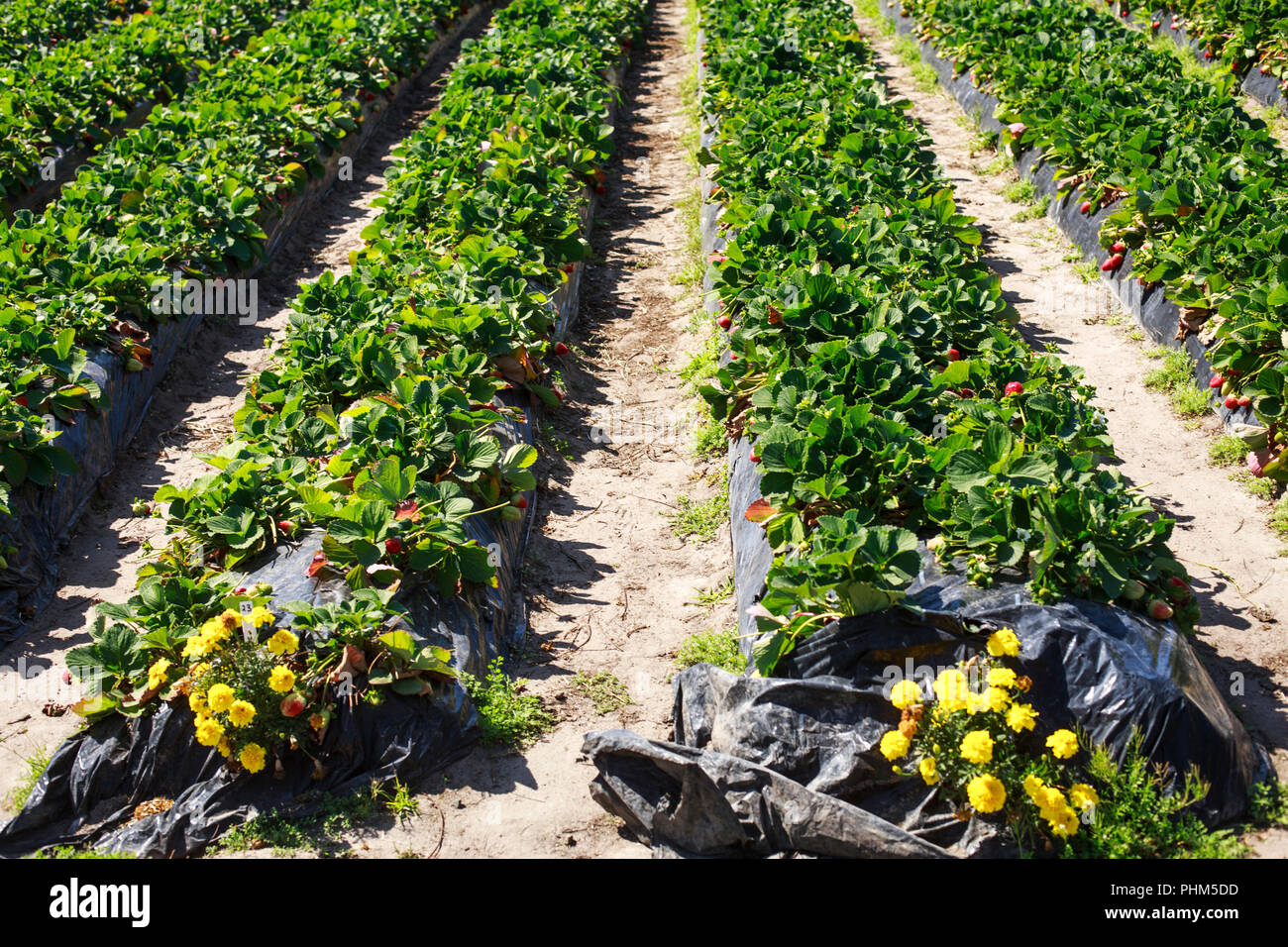 Champ de Fraises situé dans la glorieuse Sunshine Coast hinterland, Australie Banque D'Images