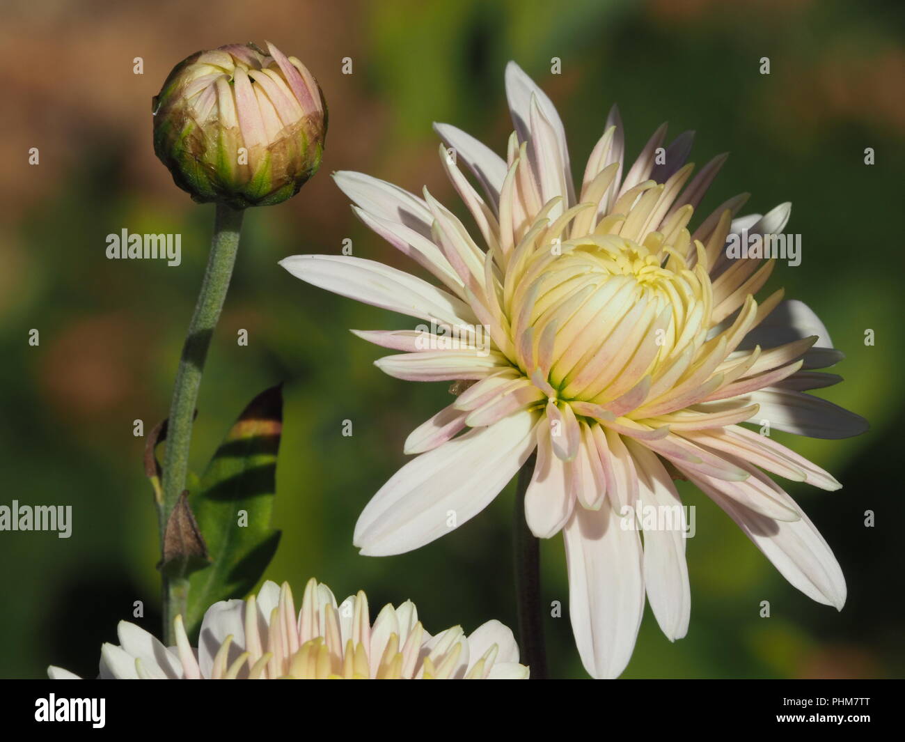 Chrysanthemum indicum Banque de photographies et d’images à haute