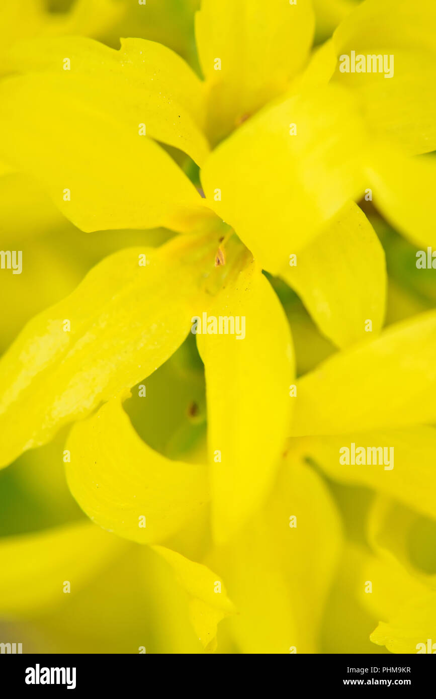 Un plan macro de fleurs de Forsythia. Banque D'Images