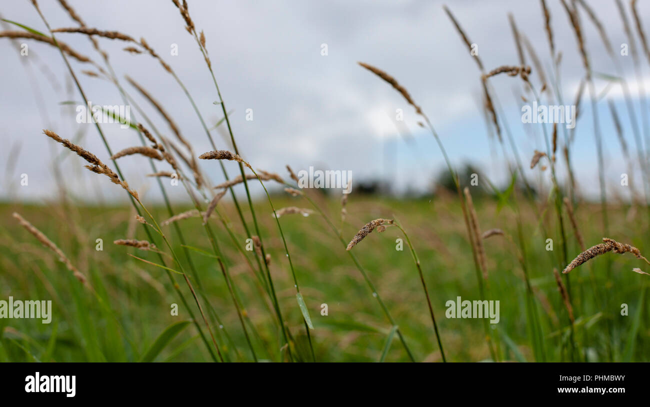 L'herbe dans un champ agricole en Iowa, USA. Banque D'Images