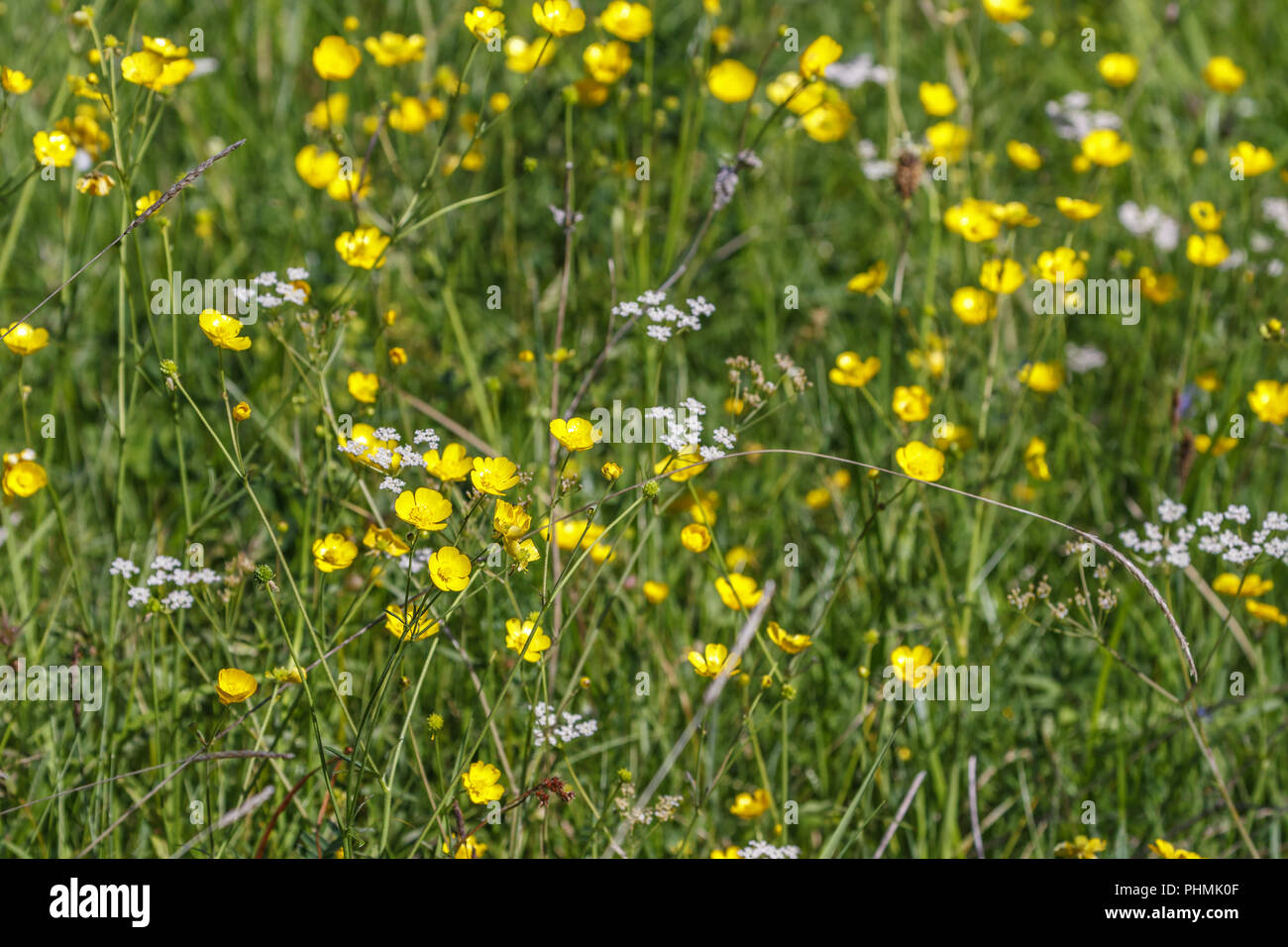 Fleurs de renoncules fleurs sur une prairie d'été Banque D'Images