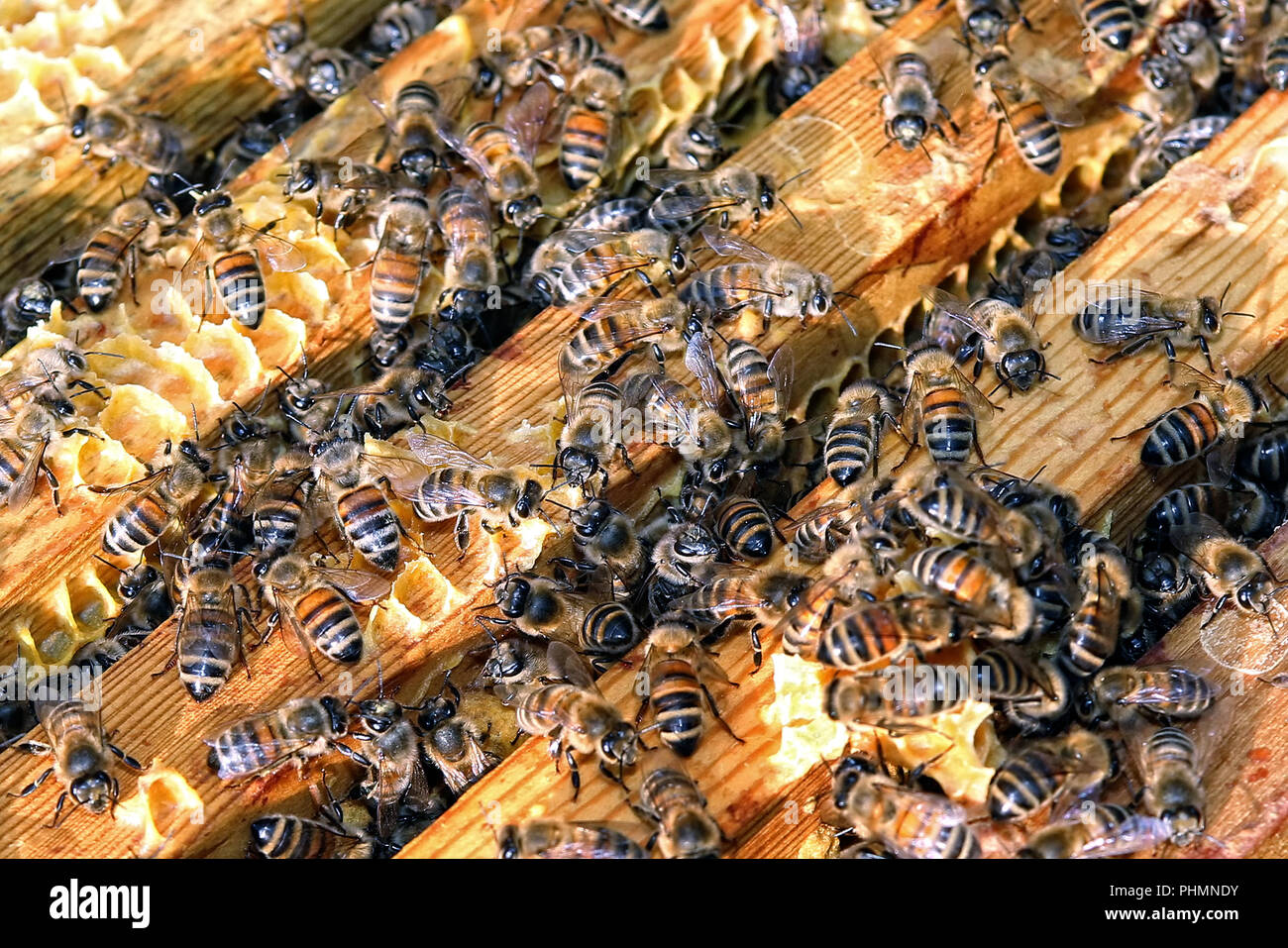 Les abeilles Banque D'Images