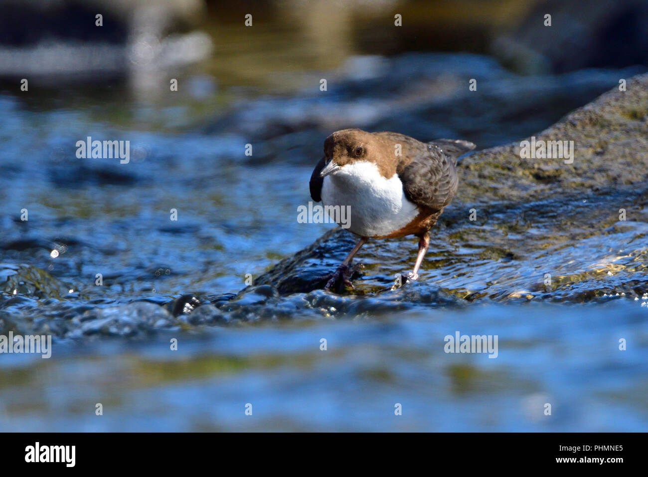 White-throated dipper Banque D'Images