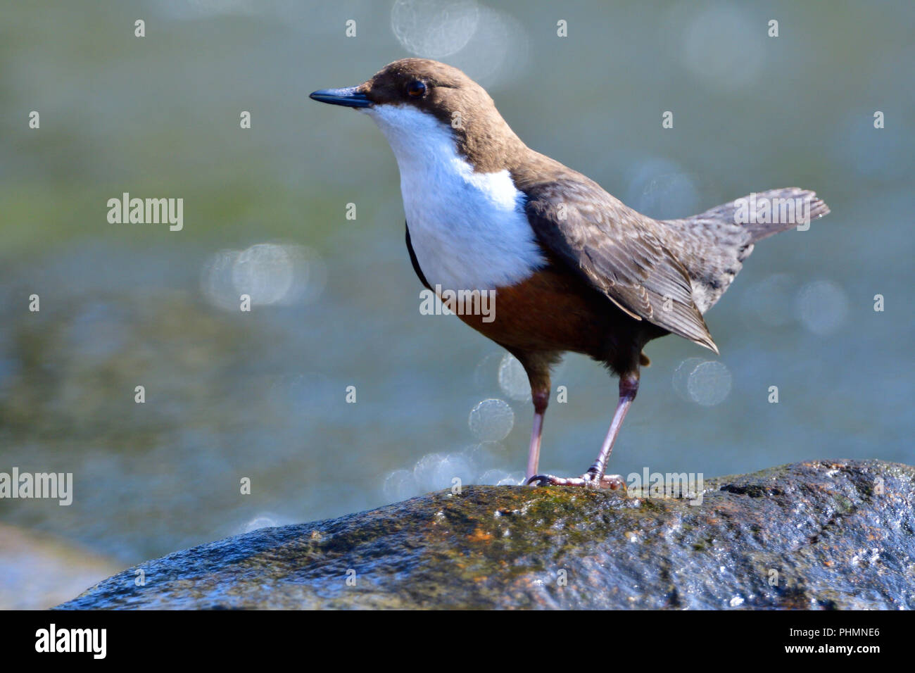 White-throated dipper Banque D'Images