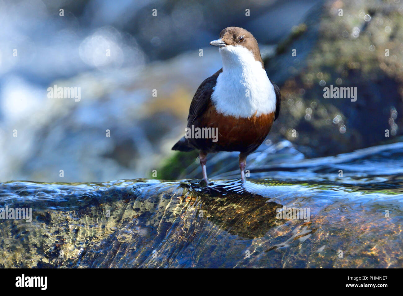 White-throated dipper Banque D'Images