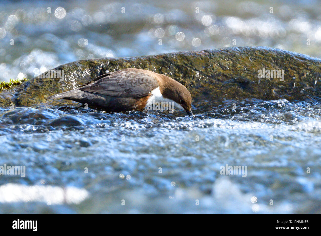 White-throated dipper Banque D'Images