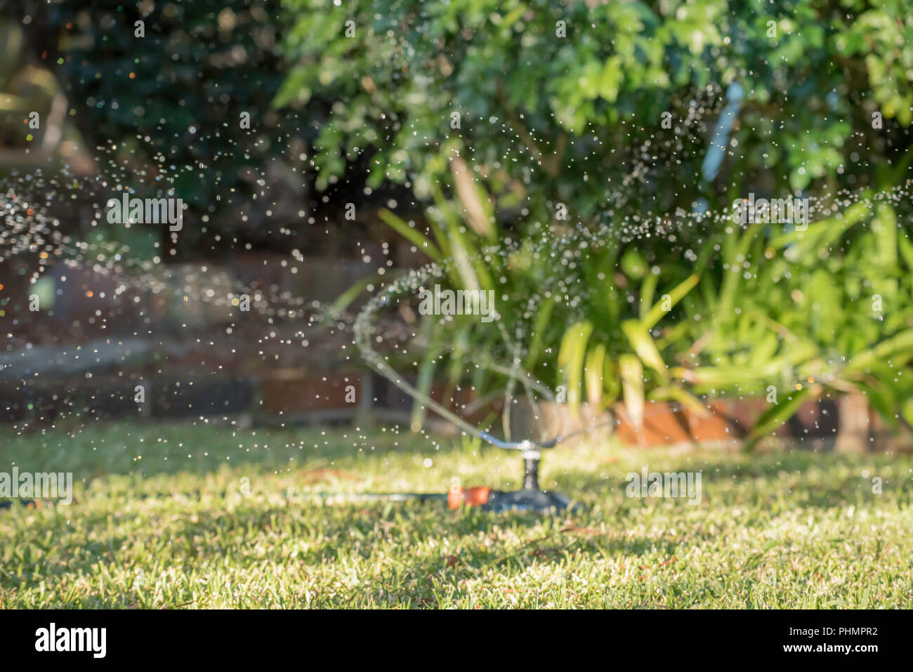 Une arroseur de jardin vaporisant de l'eau sur une pelouse de St. Augustine (Palmetto) dans une cour arrière de Sydney en Australie Banque D'Images