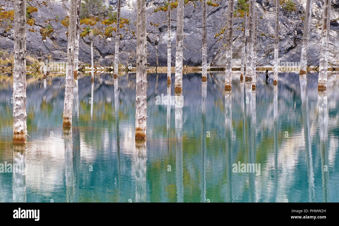 Vue majestueuse de la forêt engloutie dans le lac Kaindy, au Kazakhstan. Banque D'Images