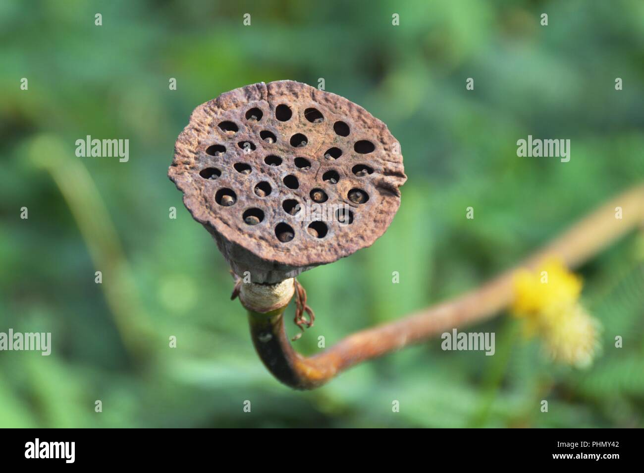 Une fleur de lotus bud Banque D'Images