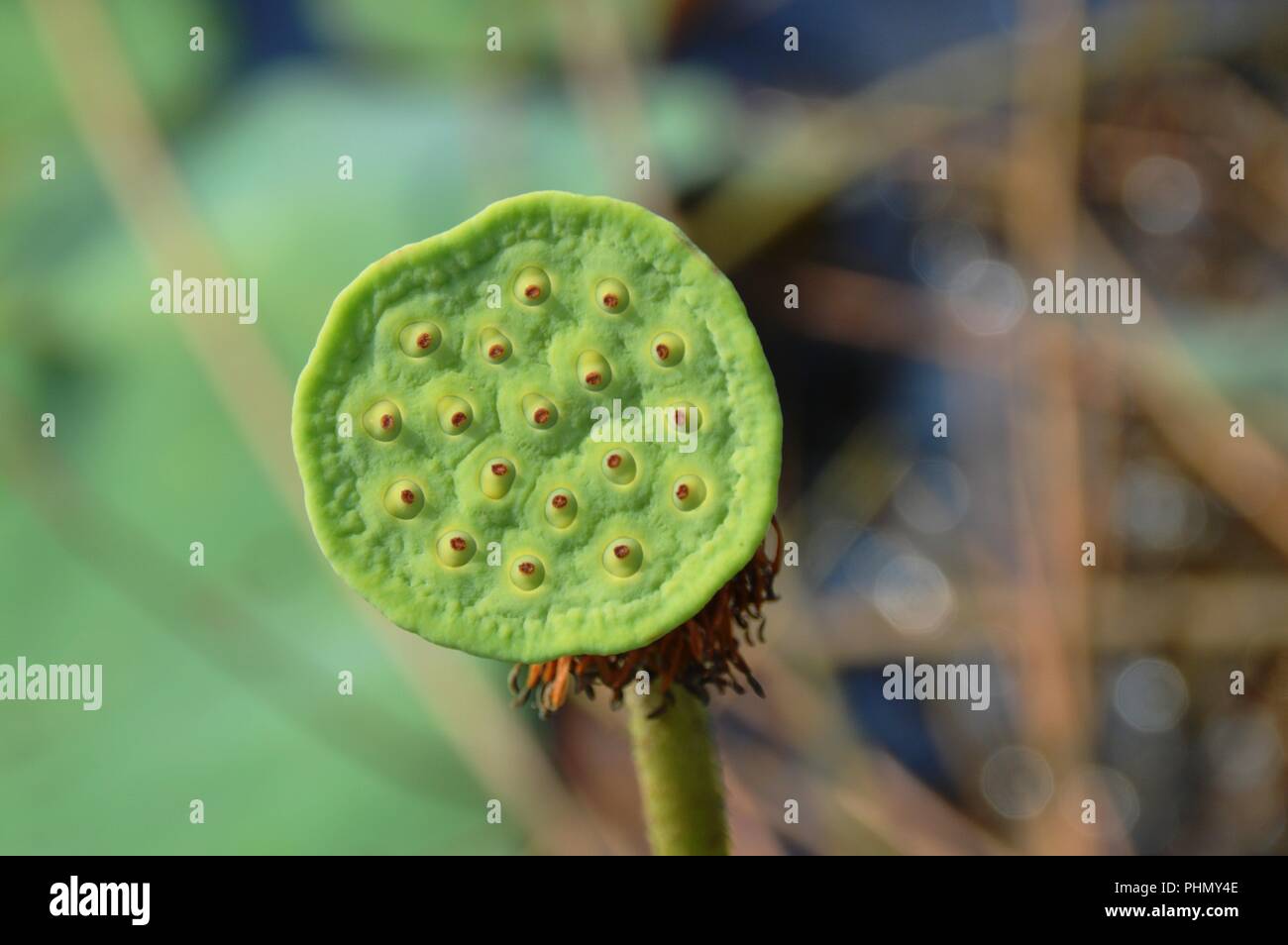 Une fleur de lotus bud Banque D'Images