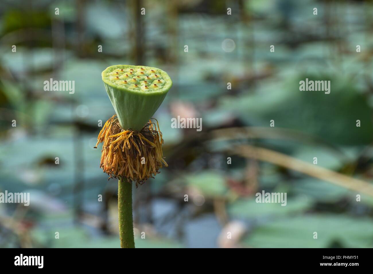 Une fleur de lotus bud Banque D'Images