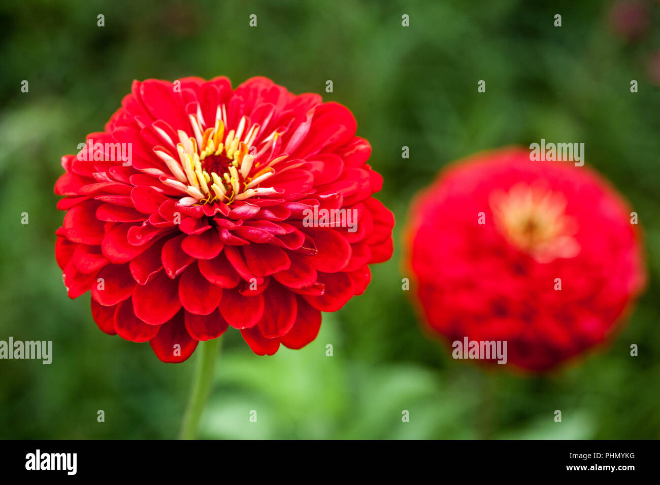 Red Zinnia ' Scarlet Flame ' Zinnia, annuel, jardin, plantes, fleurs, Été, Fleur, Red zinnia, gros plan, plante Banque D'Images
