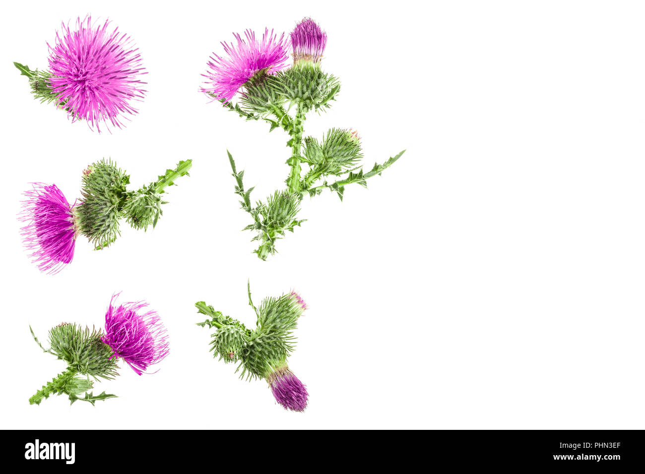 Milk thistle flower isolé sur fond blanc avec l'exemplaire de l'espace pour votre texte. Vue d'en haut. Mise à plat. Banque D'Images