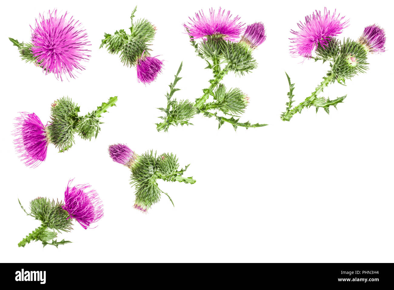 Milk thistle flower isolé sur fond blanc avec l'exemplaire de l'espace pour votre texte. Vue d'en haut. Mise à plat. Banque D'Images