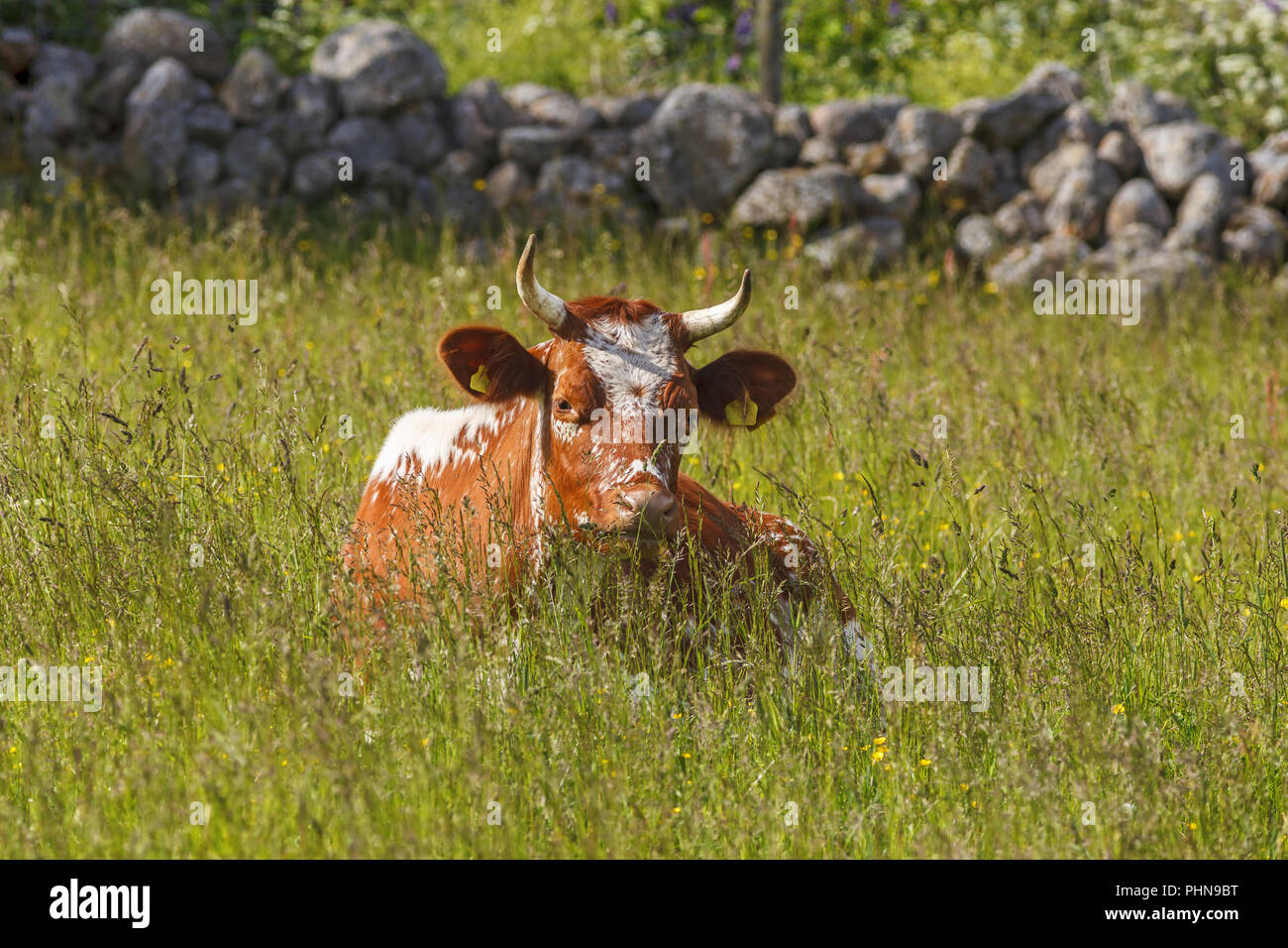 Vache cornu couché dans l'herbe meadow Banque D'Images