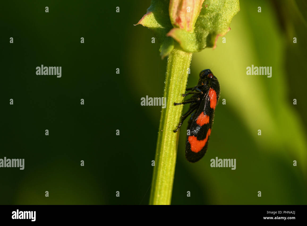 Black-et-rouge froghopper Banque D'Images