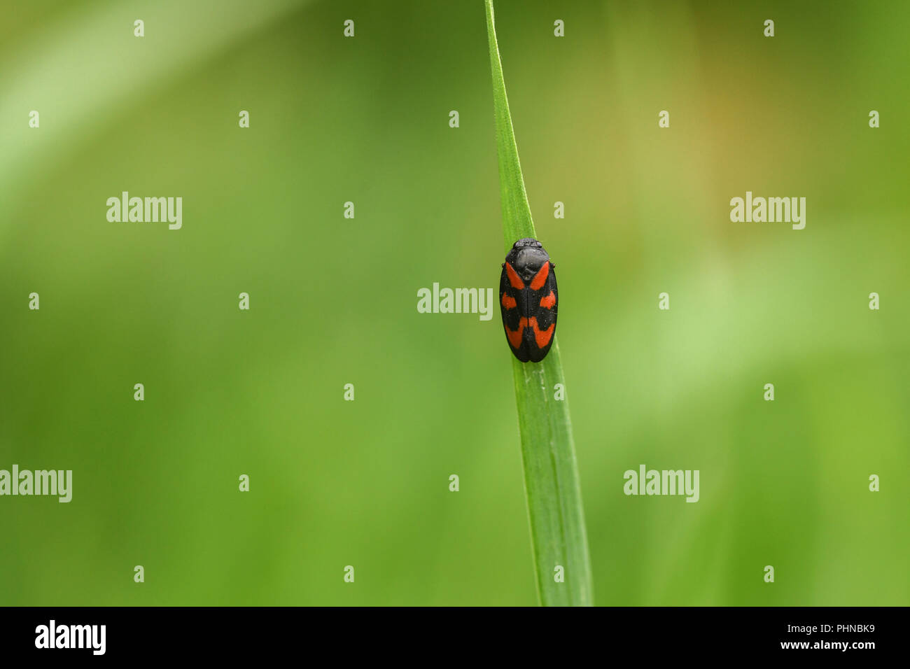 Black-et-rouge froghopper Banque D'Images