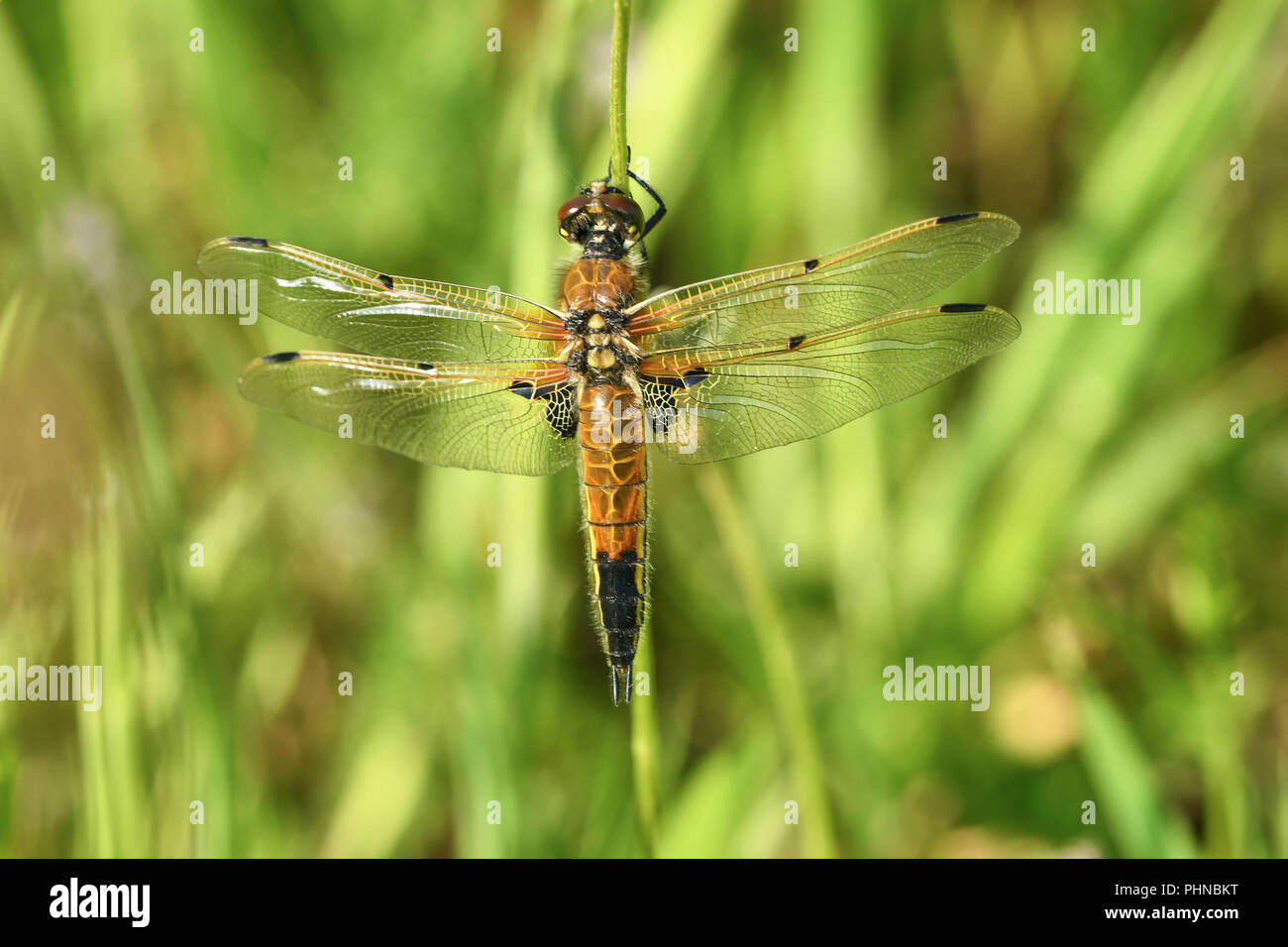 Four-spotted Chaser Banque D'Images