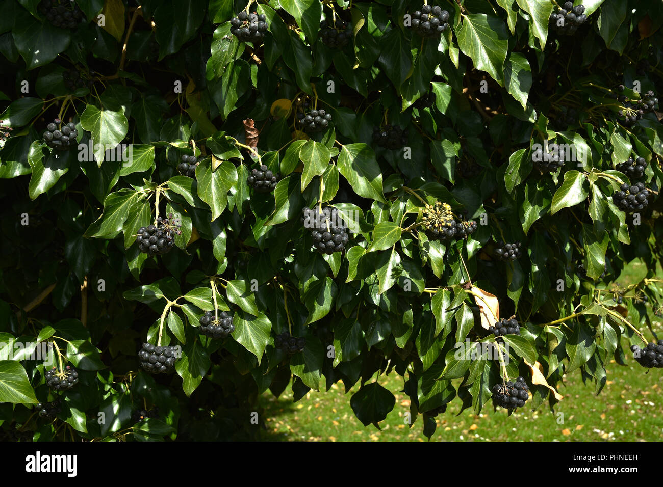 Ivy ; fruits ; Banque D'Images