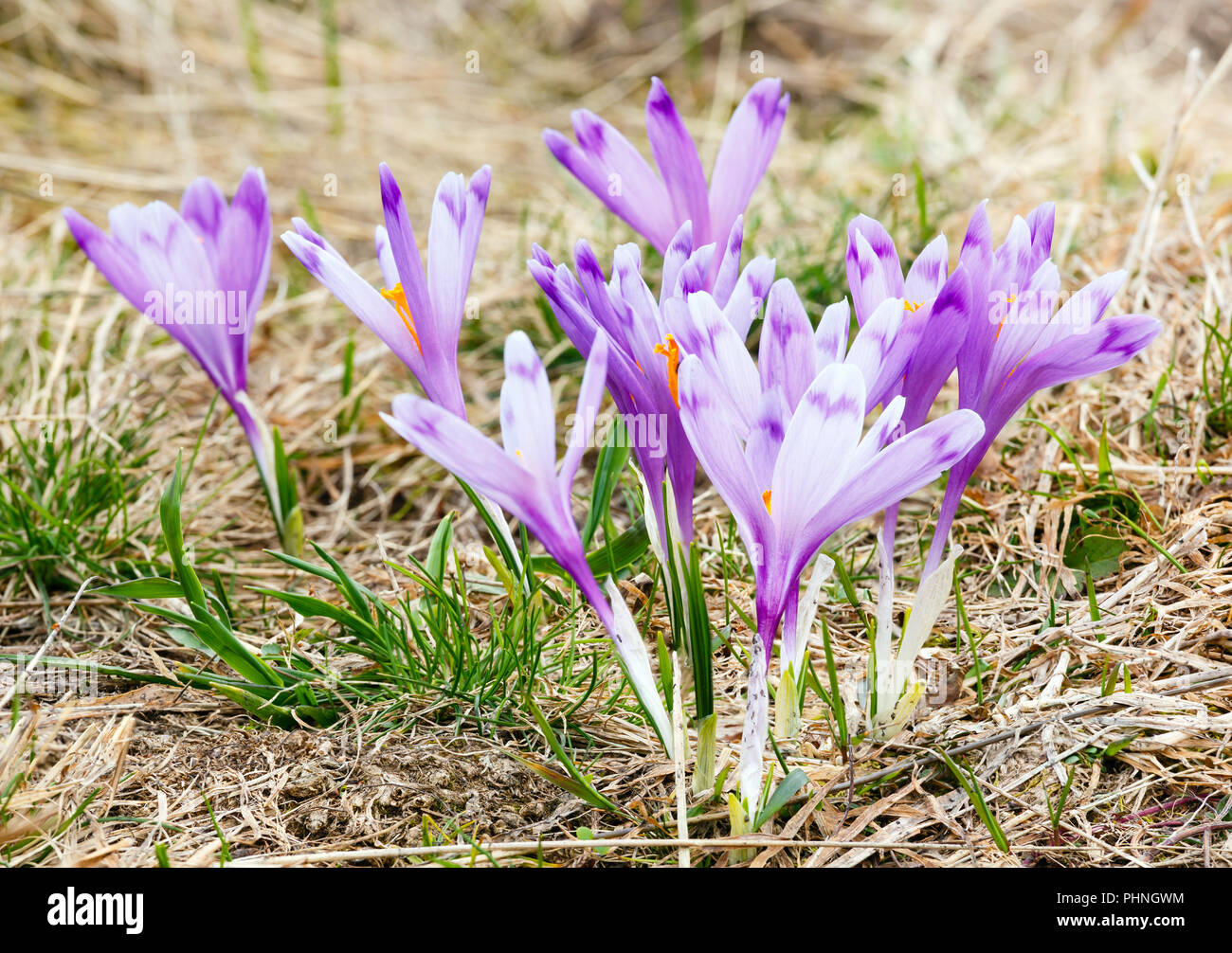 Purple Crocus fleurs sur la montagne au printemps Banque D'Images