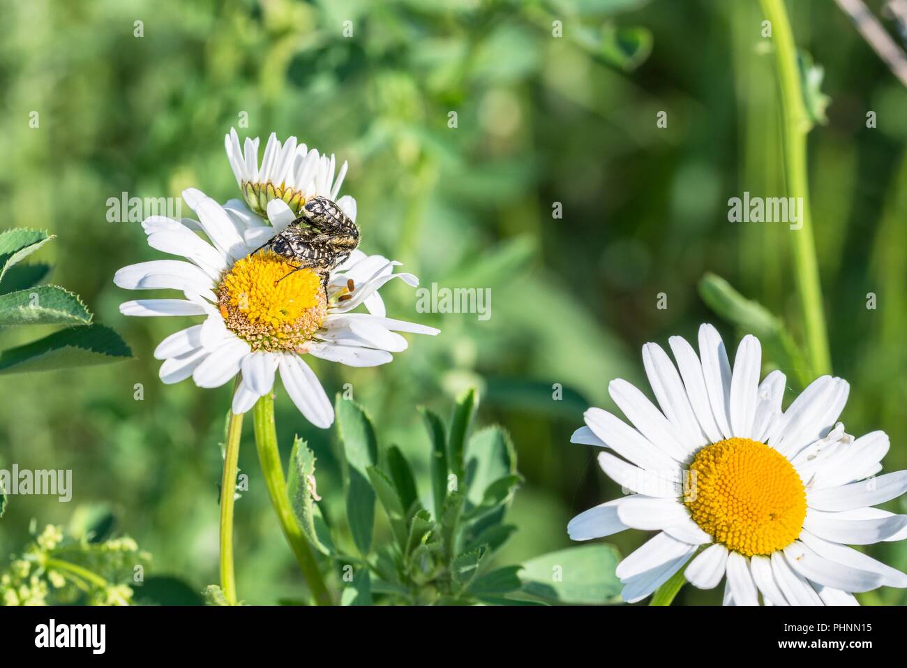 Deuil rose ponderosa sur une prairie de fleurs, Allemagne Banque D'Images
