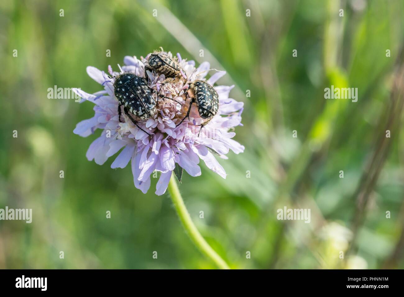 Deuil rose ponderosa sur une prairie de fleurs, Allemagne Banque D'Images