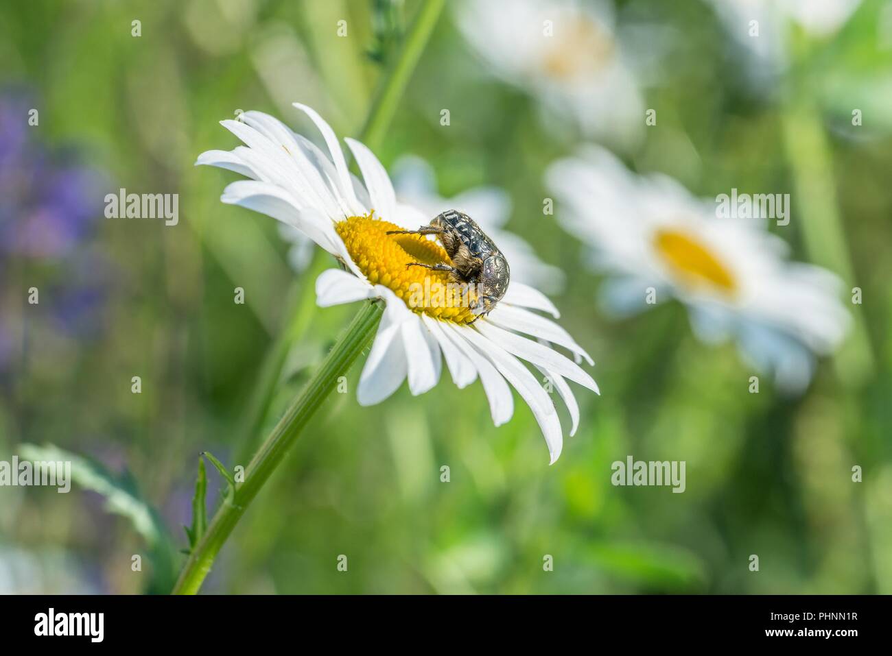 Deuil rose ponderosa sur une prairie de fleurs, Allemagne Banque D'Images