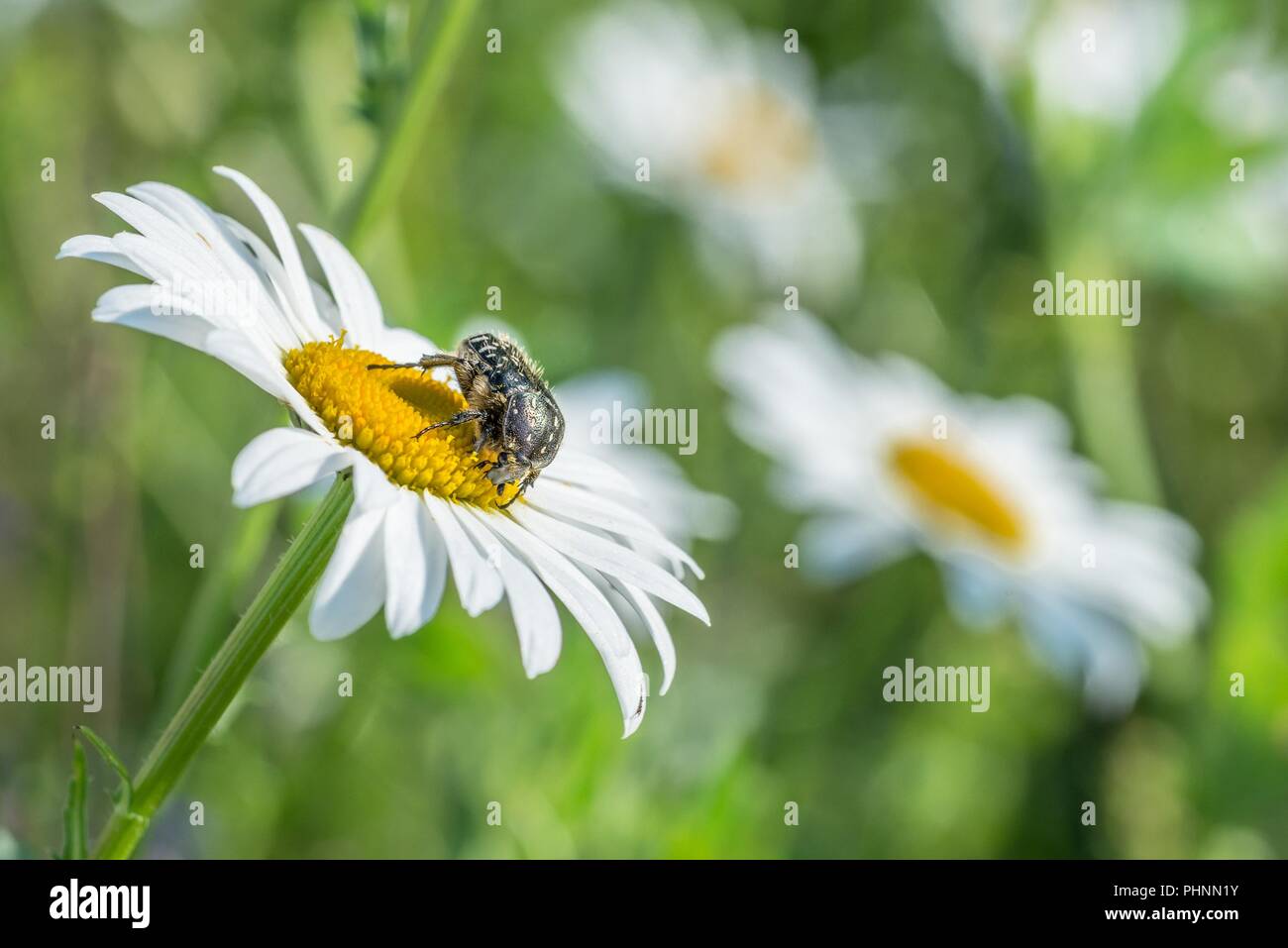 Deuil rose ponderosa sur une prairie de fleurs, Allemagne Banque D'Images