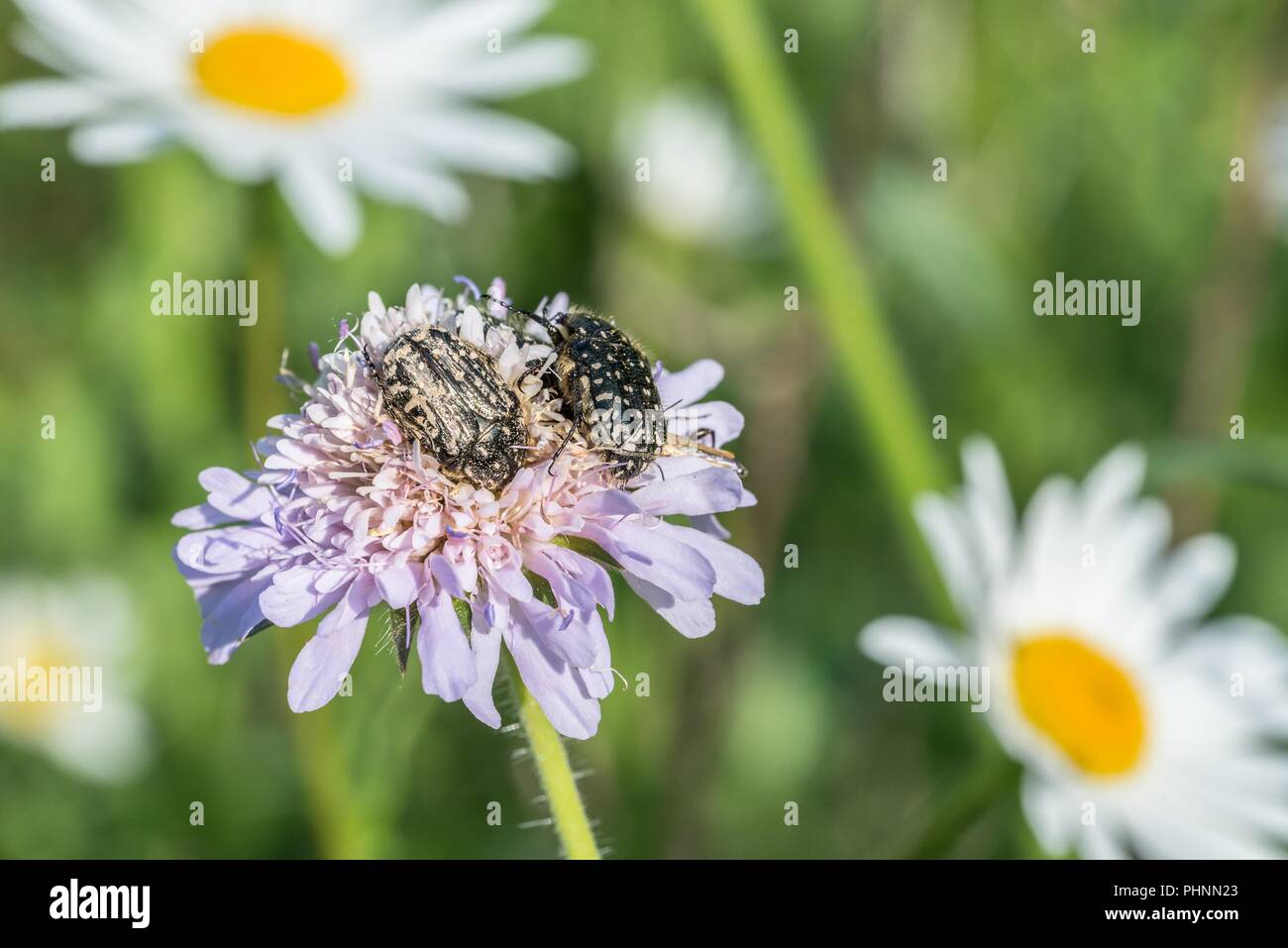 Deuil rose ponderosa sur une prairie de fleurs, Allemagne Banque D'Images