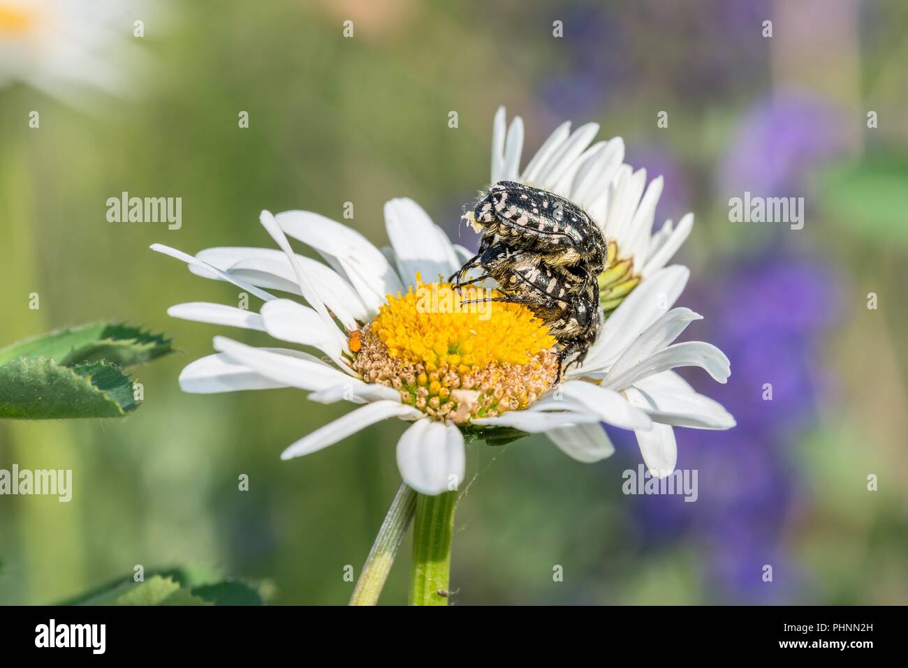 Deuil rose ponderosa sur une prairie de fleurs, Allemagne Banque D'Images
