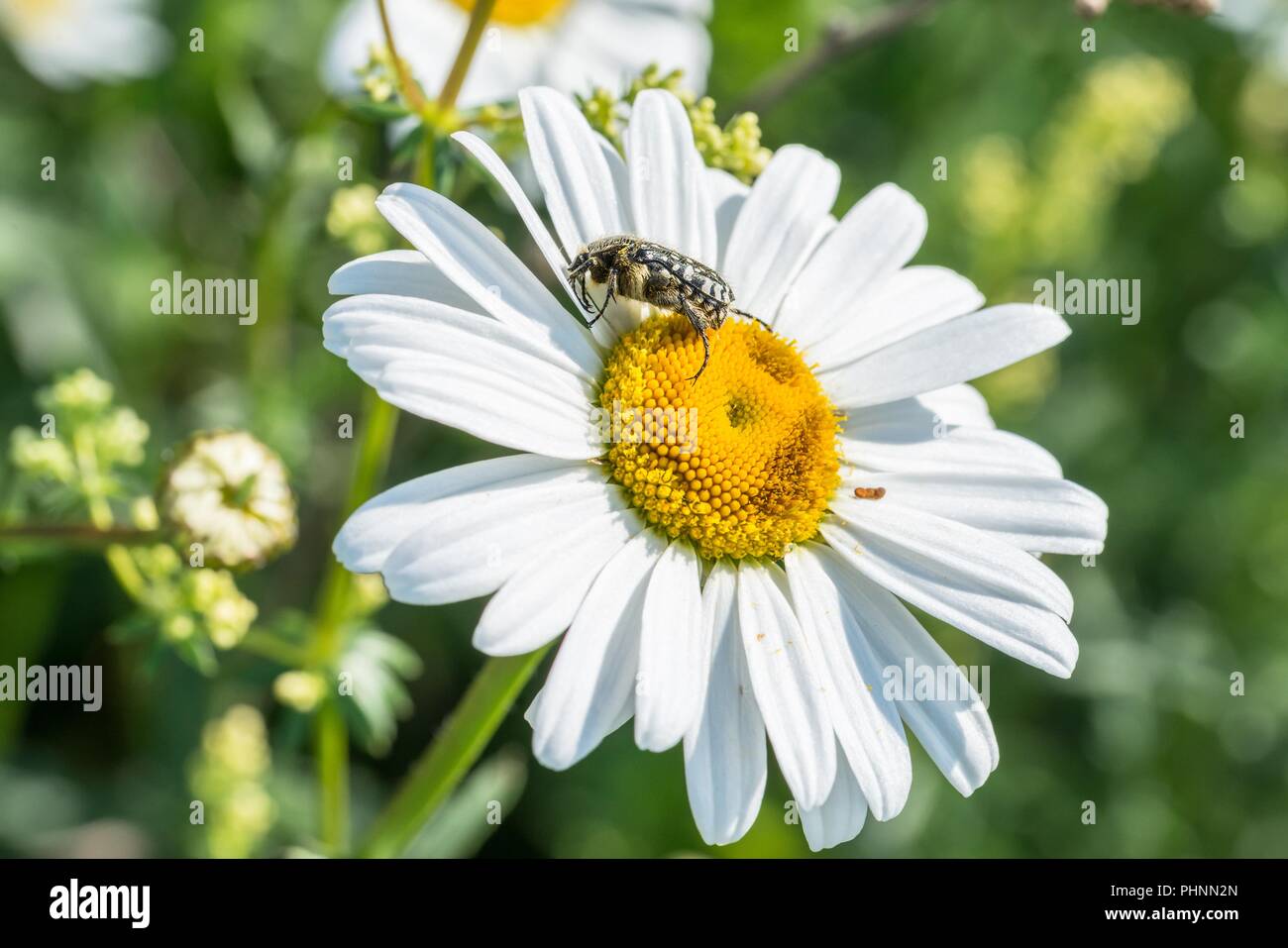 Deuil rose ponderosa sur une prairie de fleurs, Allemagne Banque D'Images