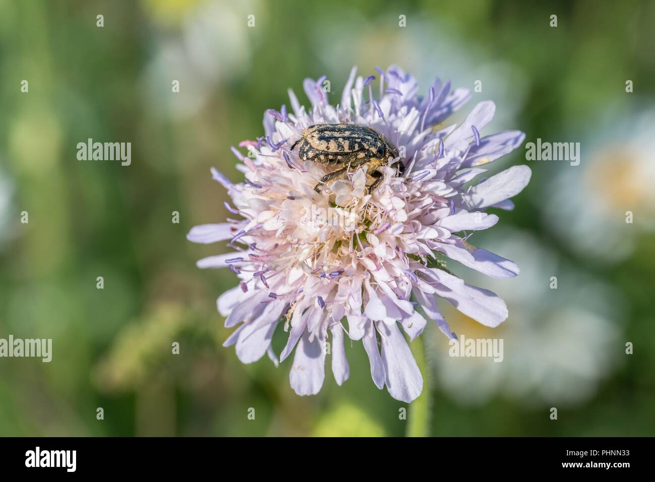 Deuil rose ponderosa sur une prairie de fleurs, Allemagne Banque D'Images
