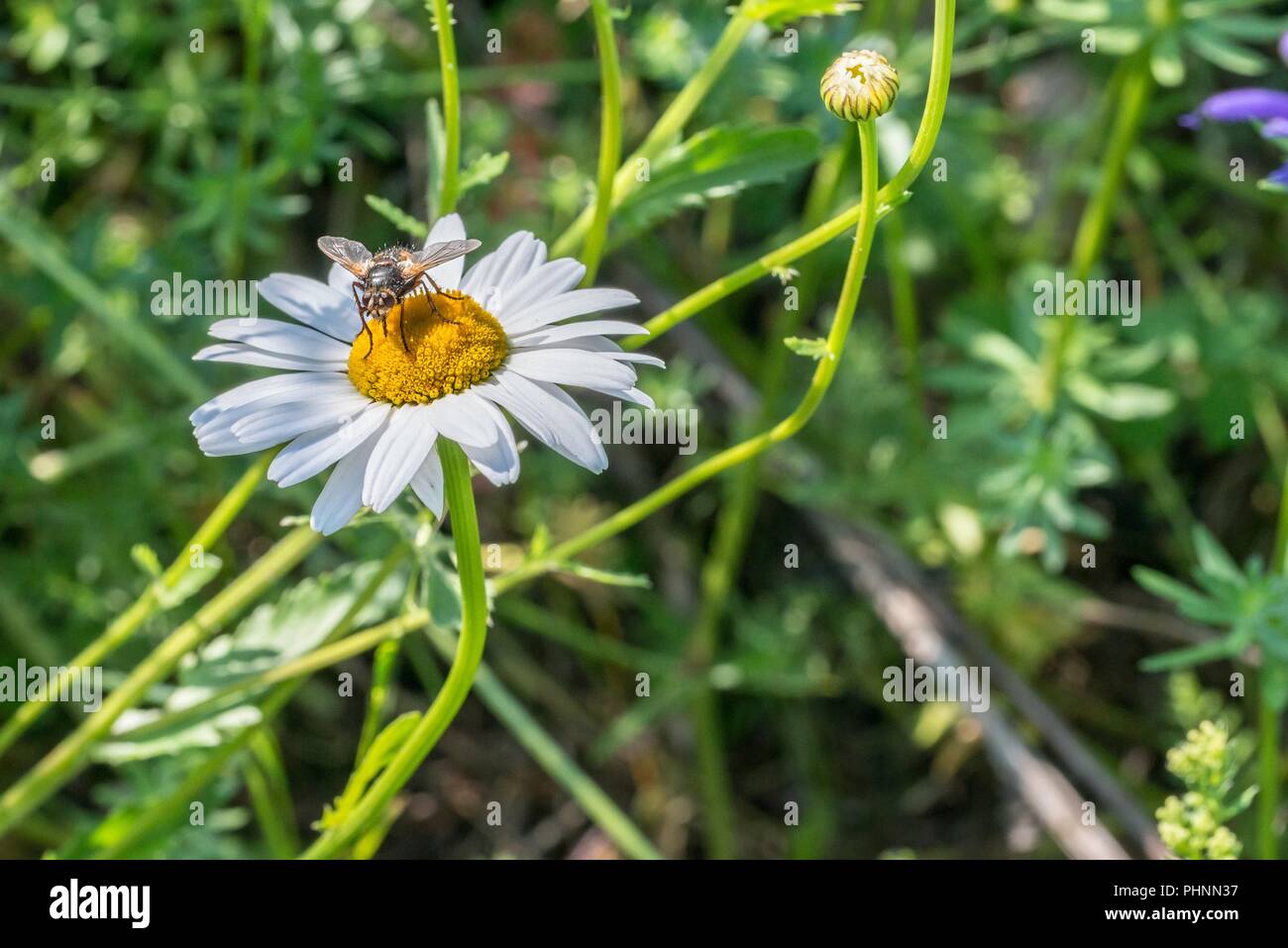 Deuil rose ponderosa sur une prairie de fleurs, Allemagne Banque D'Images