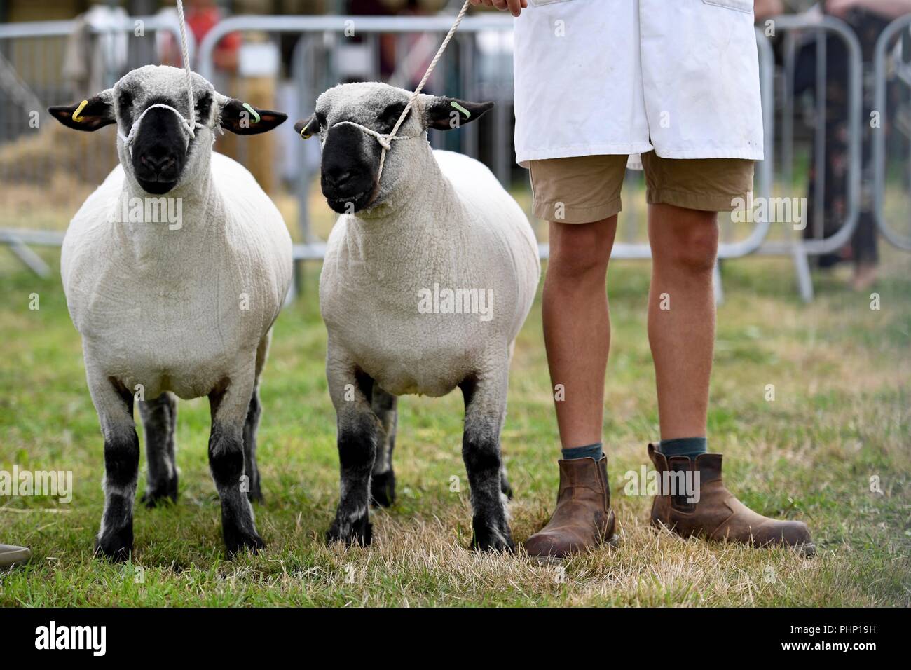 Dorchester, Dorset, UK. 2e Septembre, 2018. Dorset County Show, moutons Hampshire Down pendant le jugement. Finnbarr Crédit : Webster/Alamy Live News Banque D'Images