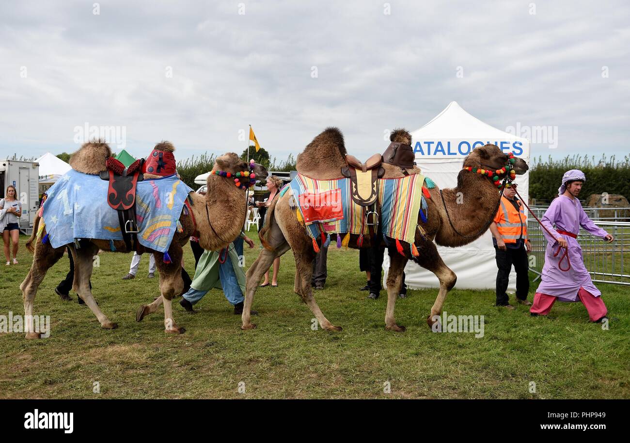 Dorset, UK. 09Th Nov, 2018. Dorset County Show, Joseph est étonnant de chameaux entrez le ring Crédit : Finnbarr Webster/Alamy Live News Banque D'Images