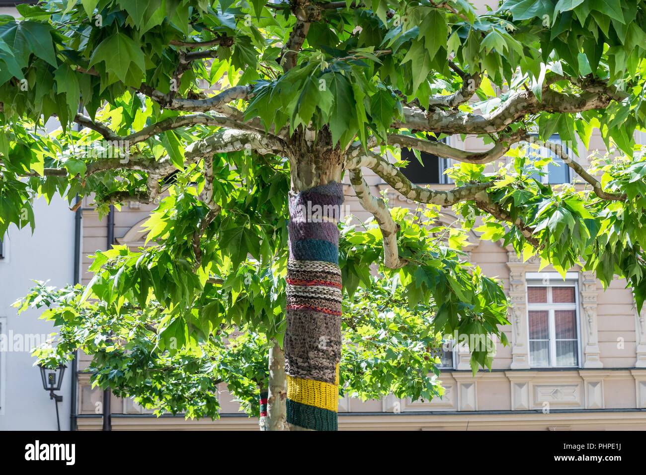 Écharpe tricotée enroulé autour d'un arbre Photo Stock - Alamy