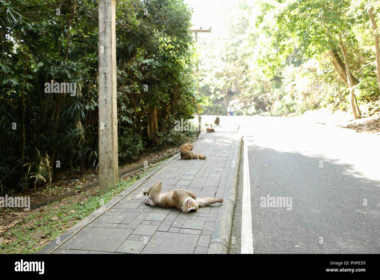 De nombreux singes se trouvant sur la route en Thaïlande. Banque D'Images