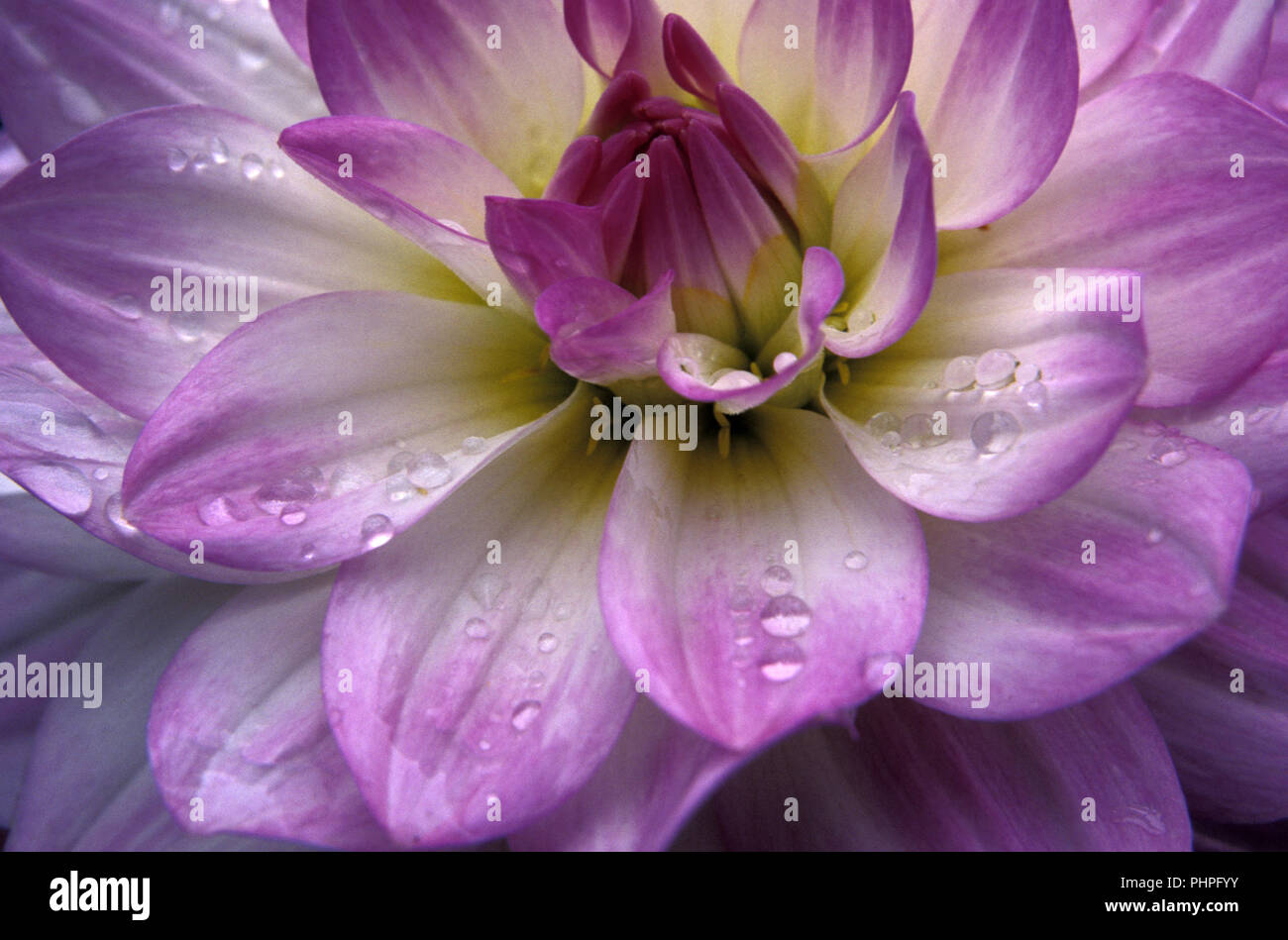 GROS PLAN DE GOUTTES DE PLUIE SUR UNE FLEUR DE DAHLIA VIOLETTE ET CRÈME. Banque D'Images
