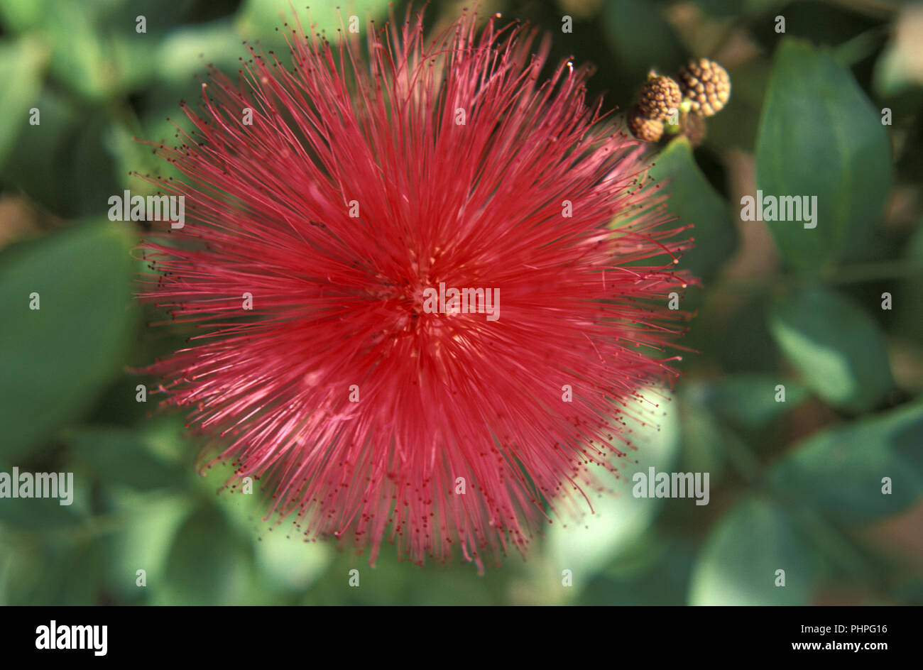Le calliandre (HAEMOTOCEPHALA FAIRY DUSTER OU TASSLE-fleur) Banque D'Images