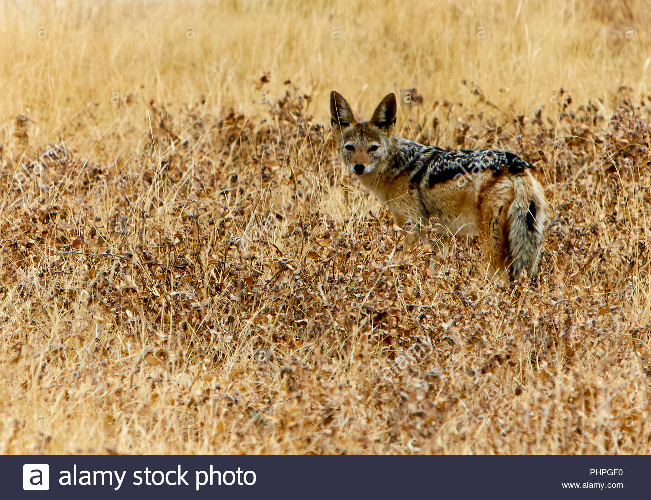 Jackal dans domaine Banque D'Images