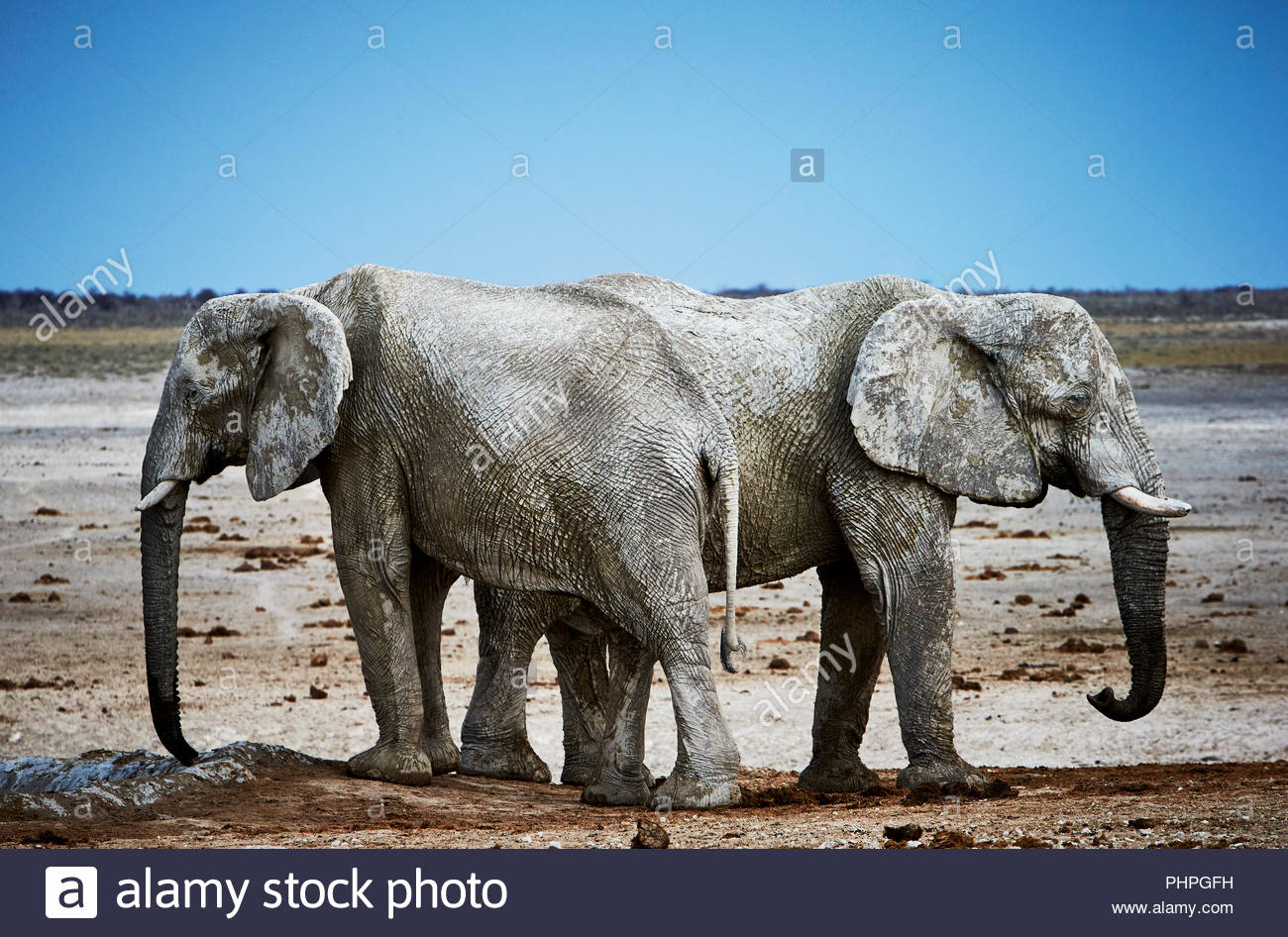 L'éléphant couvert de boue Banque D'Images