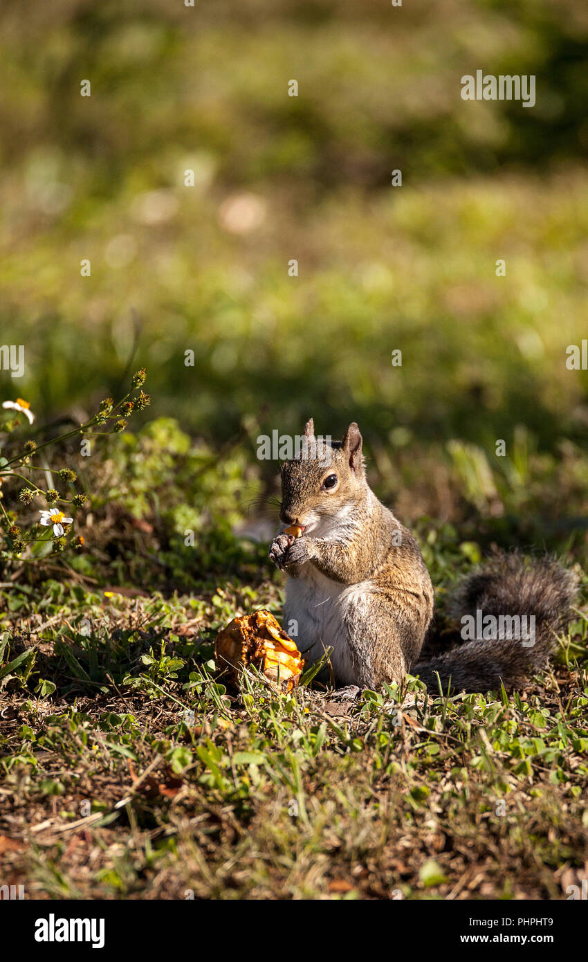 Brown Peu Shermans fox squirrel Sciurus niger shermani Banque D'Images