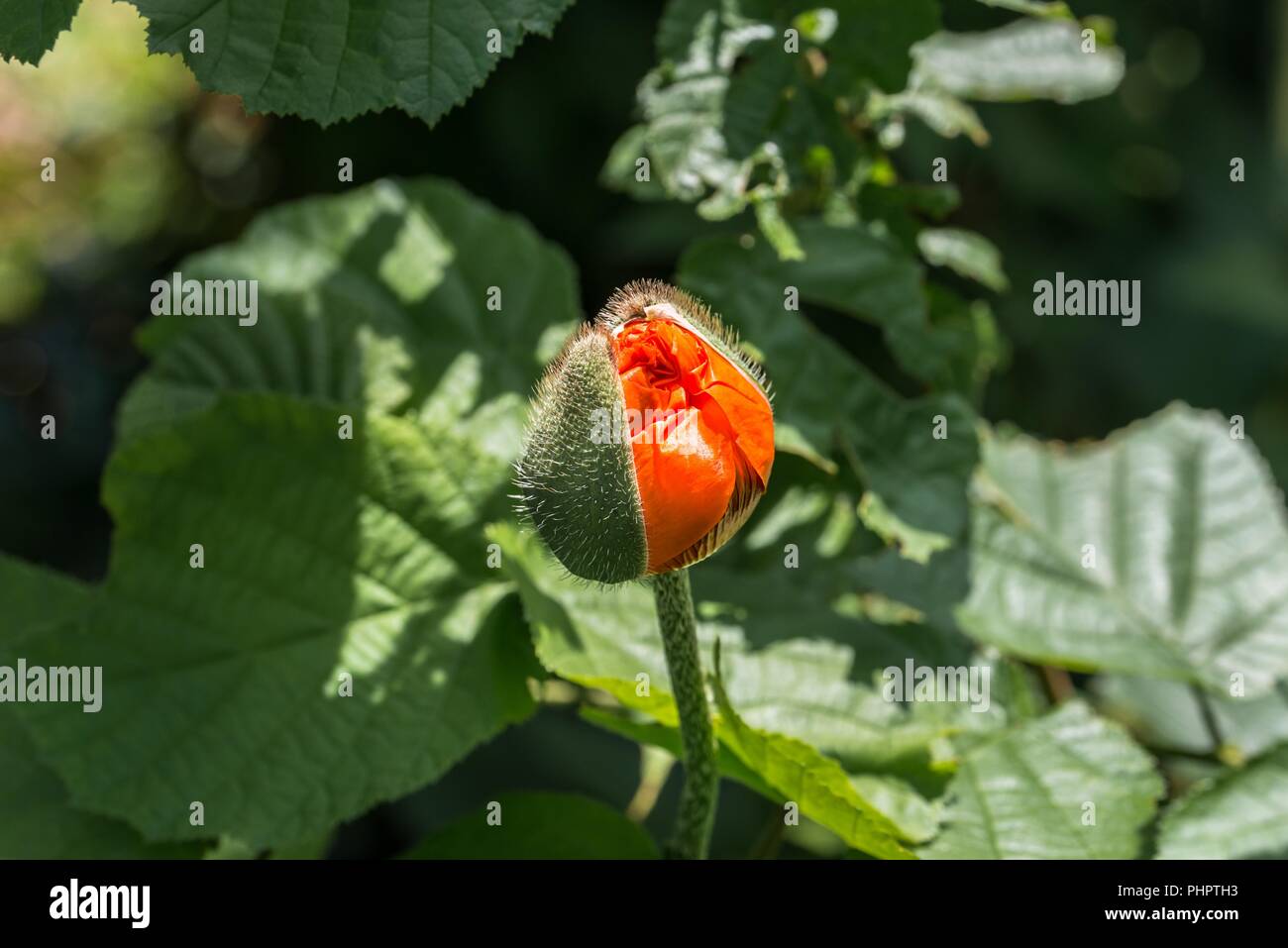 Coquelicot sur un champ au printemps Banque D'Images