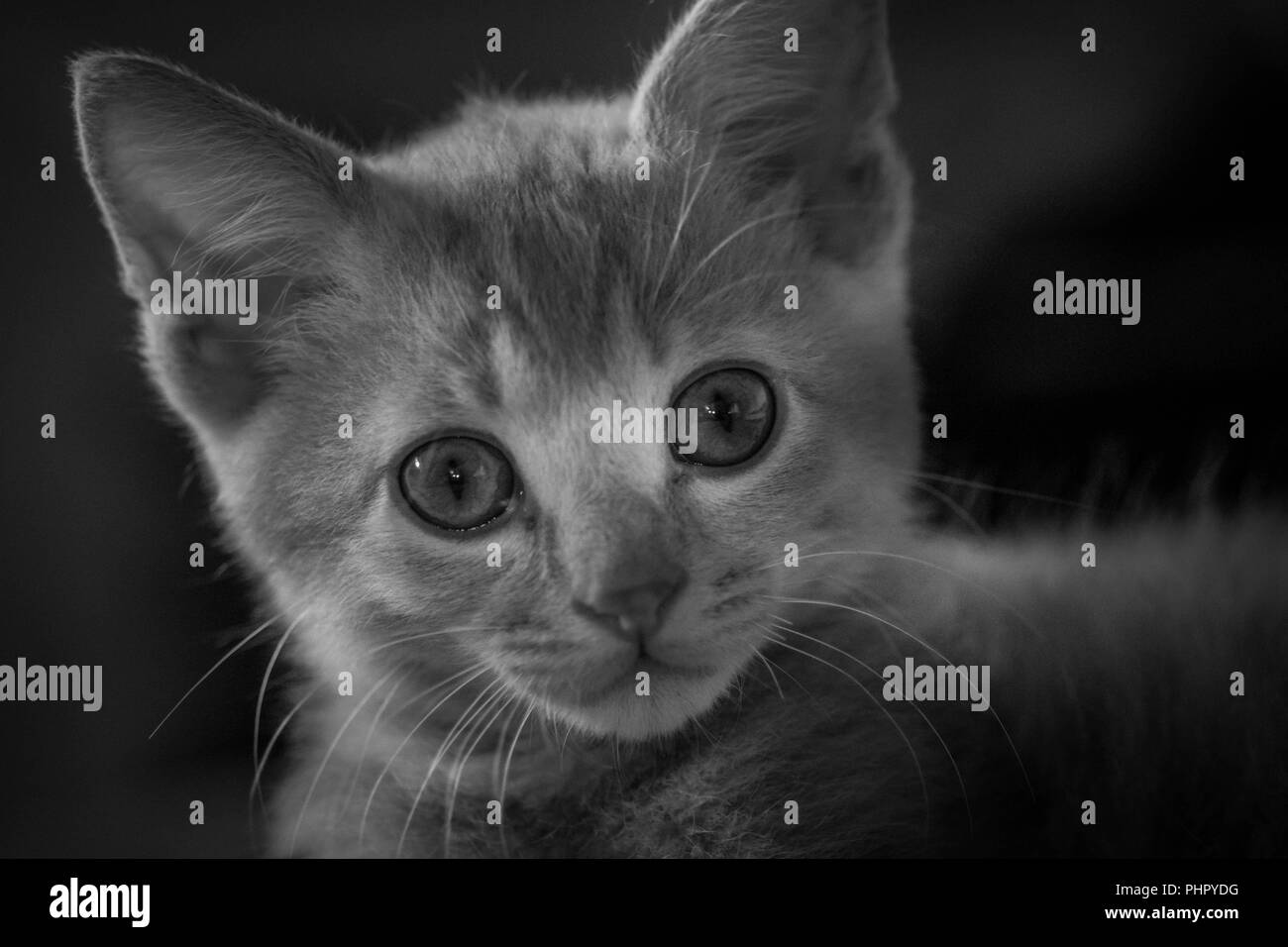 Mon petit chaton portrait Banque D'Images